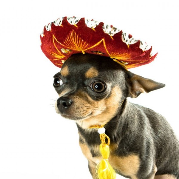 mexico, mexico facts, mexican, travel, culture, weird, mexico history, latin america, south america, mexican drug war, drug mafia
