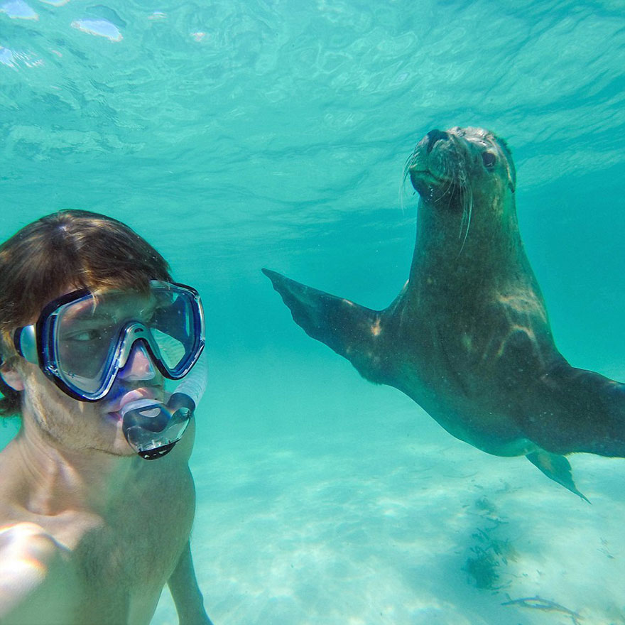 Allan dixon, selfie, animal selfie, viral, dr. Dolittle, selfies with wild animals, ireland, photographer, adventurer, traveller, amazing photos, #daxonsanimalselfies, instagram