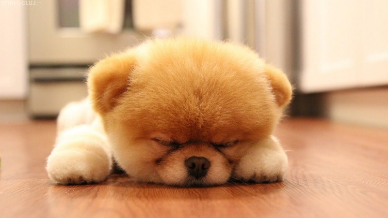 15 Photo Of Cutest Baby Animals To Cheer Your Day Aww Reckon Talk 15 Photo Of Cutest Baby Animals To Cheer Your Day Aww Reckon Talk