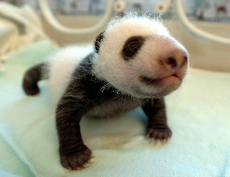 15 Photo Of Cutest Baby Animals To Cheer Your Day Aww Reckon Talk 15 Photo Of Cutest Baby Animals To Cheer Your Day Aww Reckon Talk