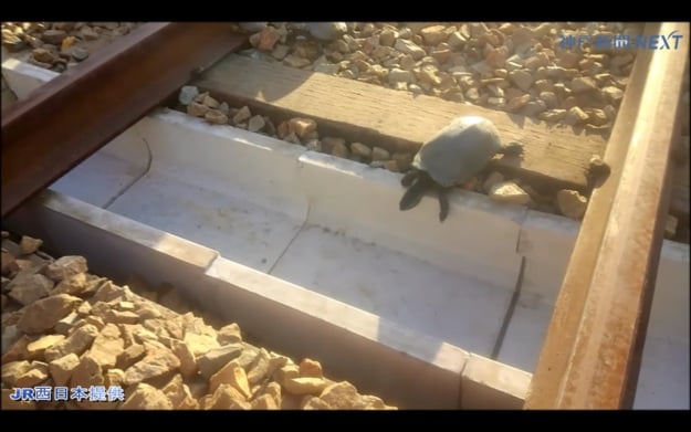 japanese, naughty japan, turtle tunnels, suma aqualife park, japan railway, animal lover, wildlife, tortoises, japan, amazing