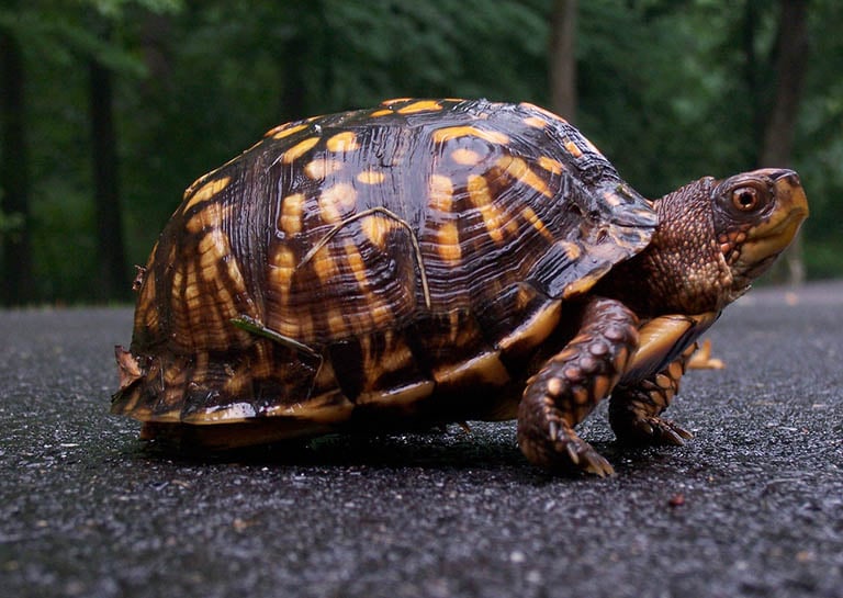 japanese, naughty japan, turtle tunnels, suma aqualife park, japan railway, animal lover, wildlife, tortoises, japan, amazing