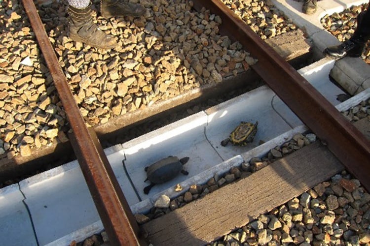 japanese, naughty japan, turtle tunnels, suma aqualife park, japan railway, animal lover, wildlife, tortoises, japan, amazing