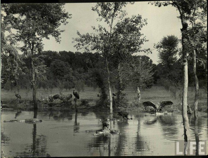 1947 partition, 1947 partition stories, world, history, 1947 partition photos, british india, pakistan, documentary, india pakistan partition, partition of india, rare photo, conflict, vintage, hindu, muslim