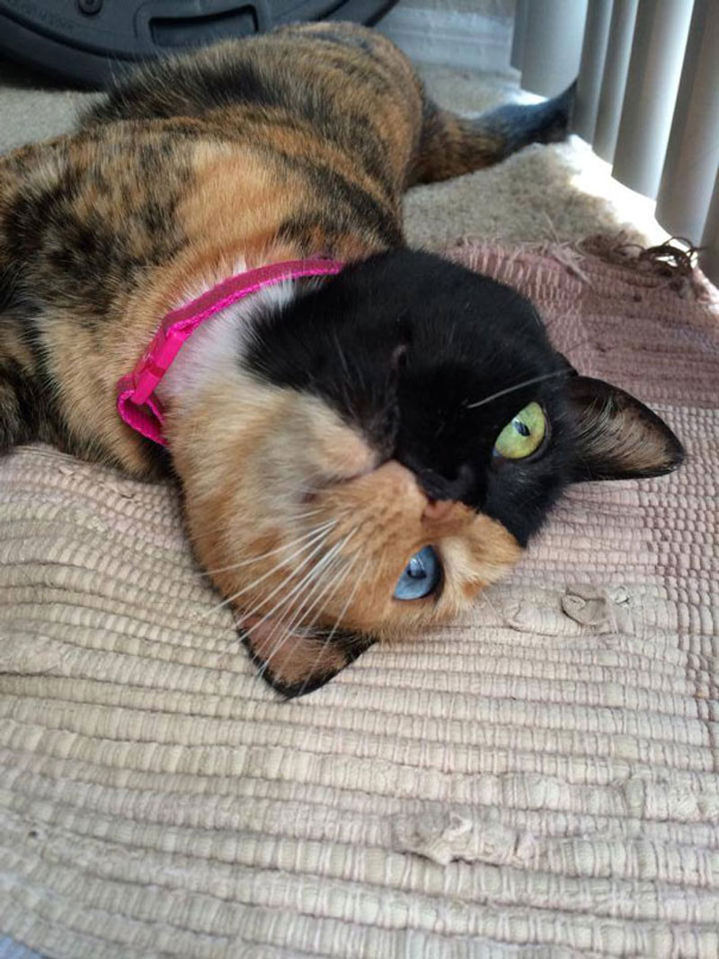cat venus photography, cat venus pictures, venus chimera cat two faces, venus and the cat writer, venus two faced cat hoax, chimera cat for sale, venus the cat video, venus the cat instagram, venus cat, cat with two faces, venus the two face cat, viral, internet celeb, animal photography, cat