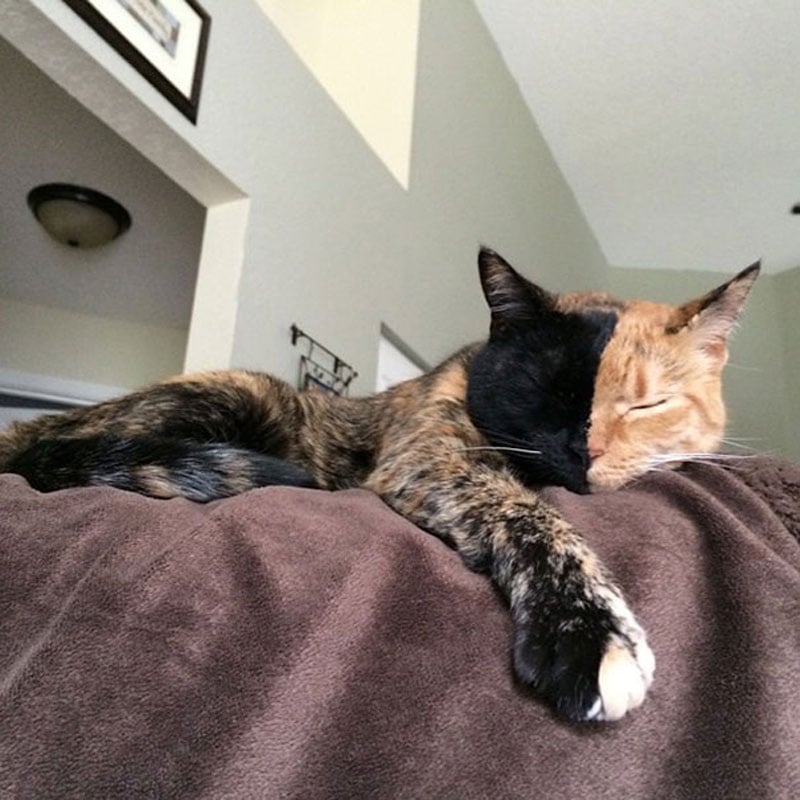 cat venus photography, cat venus pictures, venus chimera cat two faces, venus and the cat writer, venus two faced cat hoax, chimera cat for sale, venus the cat video, venus the cat instagram, venus cat, cat with two faces, venus the two face cat, viral, internet celeb, animal photography, cat