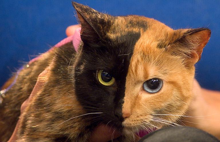 Cat venus photography, cat venus pictures, venus chimera cat two faces, venus and the cat writer, venus two faced cat hoax, chimera cat for sale, venus the cat video, venus the cat instagram, venus cat, cat with two faces, venus the two face cat, viral, internet celeb, animal photography, cat