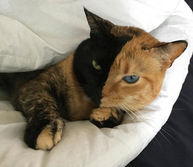 cat venus photography, cat venus pictures, venus chimera cat two faces, venus and the cat writer, venus two faced cat hoax, chimera cat for sale, venus the cat video, venus the cat instagram, venus cat, cat with two faces, venus the two face cat, viral, internet celeb, animal photography, cat