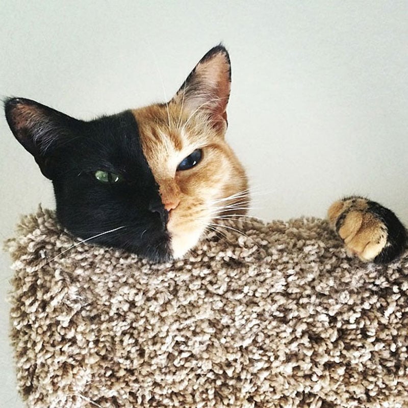 cat venus photography, cat venus pictures, venus chimera cat two faces, venus and the cat writer, venus two faced cat hoax, chimera cat for sale, venus the cat video, venus the cat instagram, venus cat, cat with two faces, venus the two face cat, viral, internet celeb, animal photography, cat