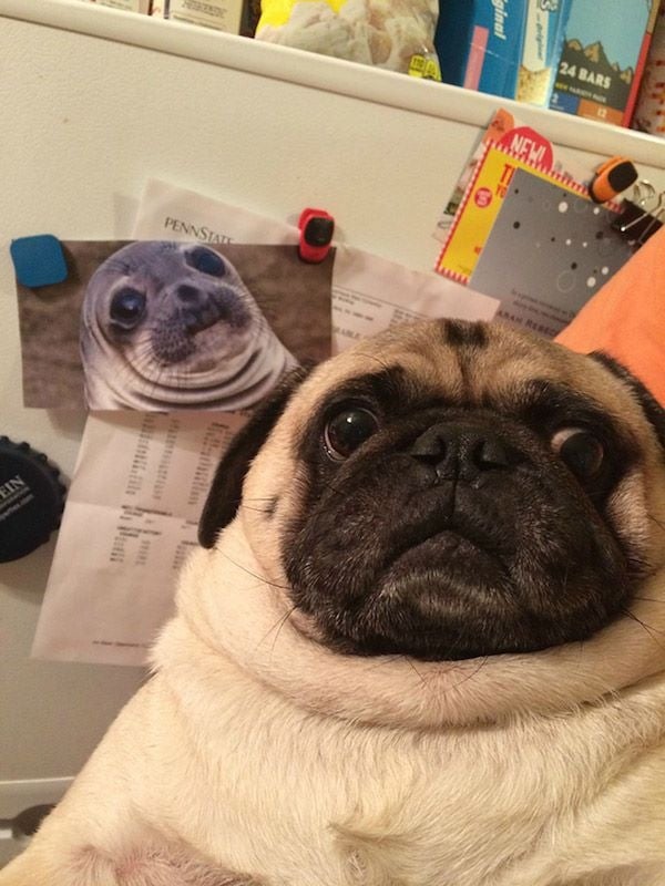 animal selfies, crazy photo, funny photo, foto, animals taking selfies, photograph, funniest photo, cat selfie, funny animal, dog selfie, selfie with animals, imgur, photobomb