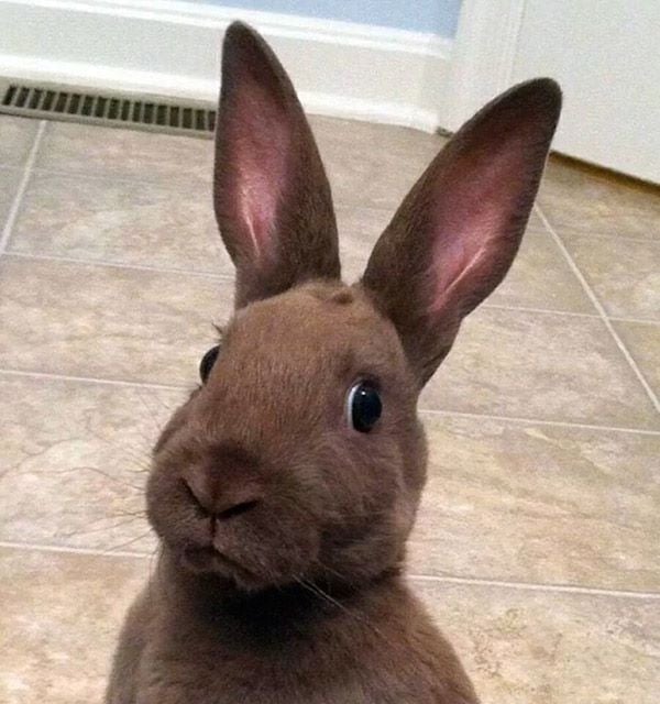 animal selfies, crazy photo, funny photo, foto, animals taking selfies, photograph, funniest photo, cat selfie, funny animal, dog selfie, selfie with animals, imgur, photobomb