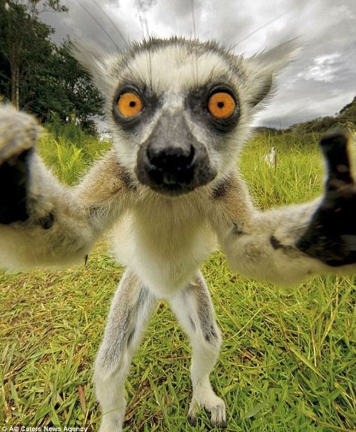 25 Crazy Animals Who Took Cute Selfies Better Then You | Reckon Talk 25 Crazy Animals Who Took Cute Selfies Better Then You | Reckon Talk