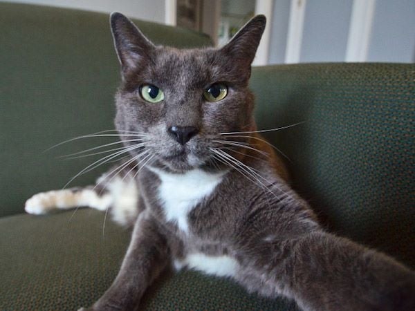 animal selfies, crazy photo, funny photo, foto, animals taking selfies, photograph, funniest photo, cat selfie, funny animal, dog selfie, selfie with animals, imgur, photobomb