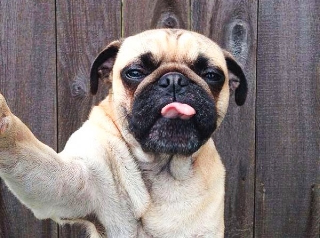 animal selfies, crazy photo, funny photo, foto, animals taking selfies, photograph, funniest photo, cat selfie, funny animal, dog selfie, selfie with animals, imgur, photobomb