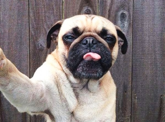 Animal selfies, crazy photo, funny photo, foto, animals taking selfies, photograph, funniest photo, cat selfie, funny animal, dog selfie, selfie with animals, imgur, photobomb