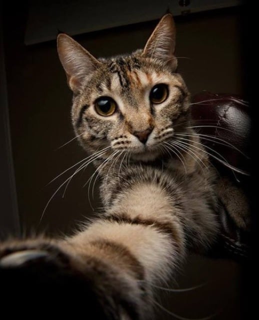 animal selfies, crazy photo, funny photo, foto, animals taking selfies, photograph, funniest photo, cat selfie, funny animal, dog selfie, selfie with animals, imgur, photobomb