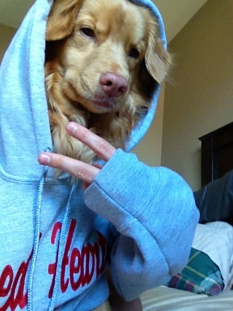 animal selfies, crazy photo, funny photo, foto, animals taking selfies, photograph, funniest photo, cat selfie, funny animal, dog selfie, selfie with animals, imgur, photobomb
