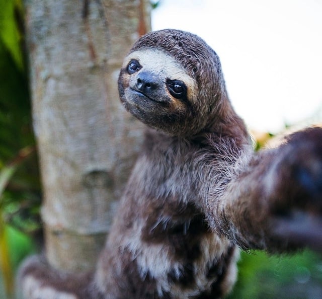 animal selfies, crazy photo, funny photo, foto, animals taking selfies, photograph, funniest photo, cat selfie, funny animal, dog selfie, selfie with animals, imgur, photobomb