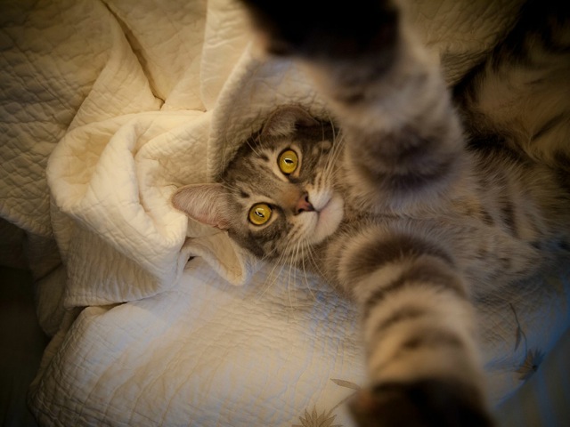 animal selfies, crazy photo, funny photo, foto, animals taking selfies, photograph, funniest photo, cat selfie, funny animal, dog selfie, selfie with animals, imgur, photobomb