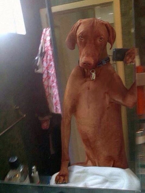 animal selfies, crazy photo, funny photo, foto, animals taking selfies, photograph, funniest photo, cat selfie, funny animal, dog selfie, selfie with animals, imgur, photobomb