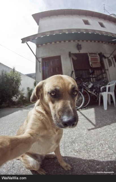 animal selfies, crazy photo, funny photo, foto, animals taking selfies, photograph, funniest photo, cat selfie, funny animal, dog selfie, selfie with animals, imgur, photobomb