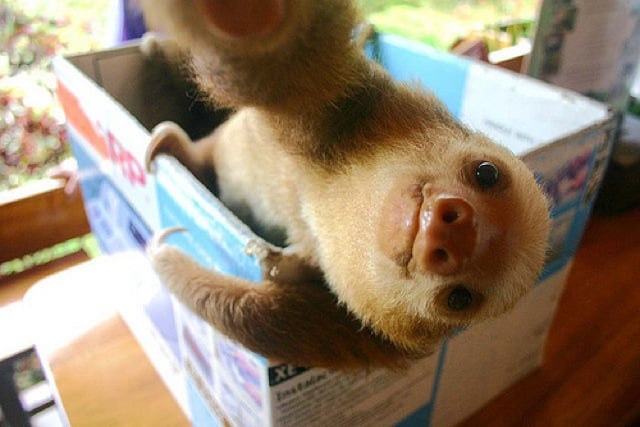 animal selfies, crazy photo, funny photo, foto, animals taking selfies, photograph, funniest photo, cat selfie, funny animal, dog selfie, selfie with animals, imgur, photobomb