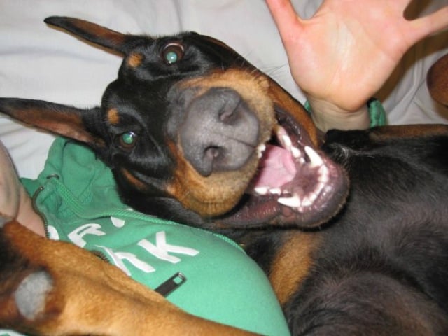 animal selfies, crazy photo, funny photo, foto, animals taking selfies, photograph, funniest photo, cat selfie, funny animal, dog selfie, selfie with animals, imgur, photobomb