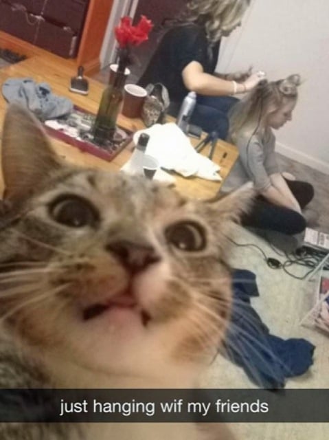 Animal selfies, crazy photo, funny photo, foto, animals taking selfies, photograph, funniest photo, cat selfie, funny animal, dog selfie, selfie with animals, imgur, photobomb