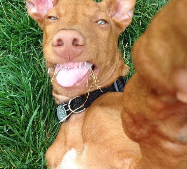 animal selfies, crazy photo, funny photo, foto, animals taking selfies, photograph, funniest photo, cat selfie, funny animal, dog selfie, selfie with animals, imgur, photobomb