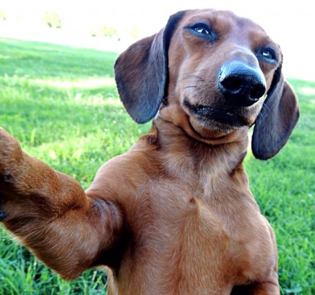 animal selfies, crazy photo, funny photo, foto, animals taking selfies, photograph, funniest photo, cat selfie, funny animal, dog selfie, selfie with animals, imgur, photobomb