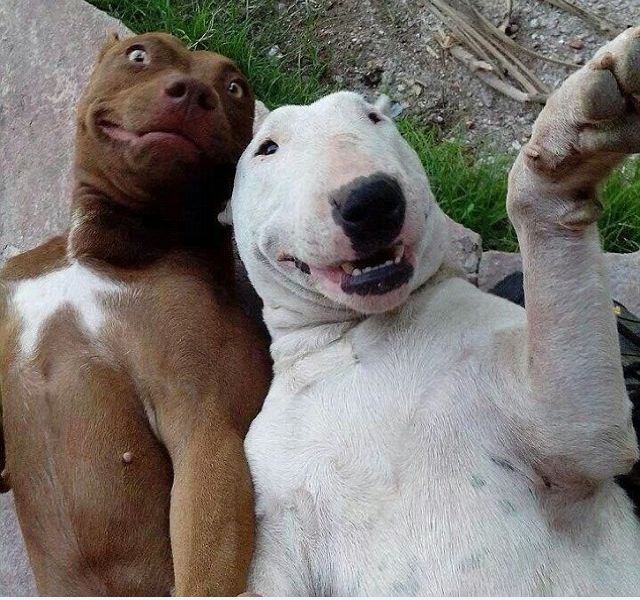 Animal selfies, crazy photo, funny photo, foto, animals taking selfies, photograph, funniest photo, cat selfie, funny animal, dog selfie, selfie with animals, imgur, photobomb