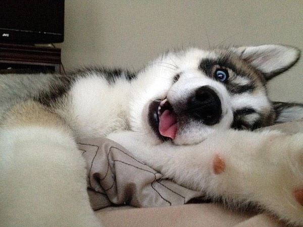 animal selfies, crazy photo, funny photo, foto, animals taking selfies, photograph, funniest photo, cat selfie, funny animal, dog selfie, selfie with animals, imgur, photobomb