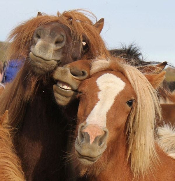 animal selfies, crazy photo, funny photo, foto, animals taking selfies, photograph, funniest photo, cat selfie, funny animal, dog selfie, selfie with animals, imgur, photobomb