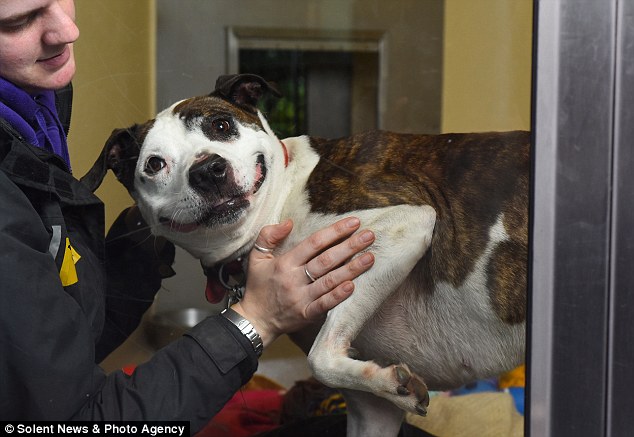 britain, animal, dog, cute, smile, belle, staffie, happiest dog