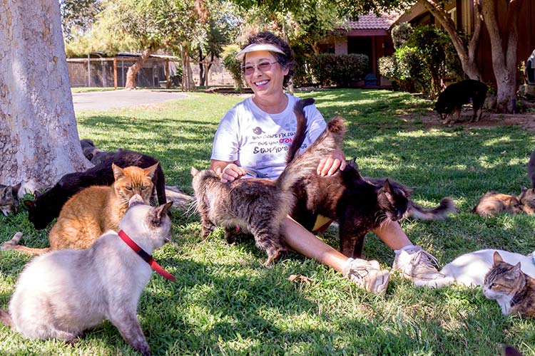 crazy, cat, california, amusing, animal lover, cute, cat lover, viral