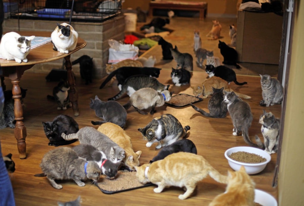 crazy, cat, california, amusing, animal lover, cute, cat lover, viral
