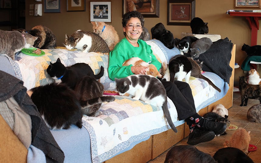 crazy, cat, california, amusing, animal lover, cute, cat lover, viral