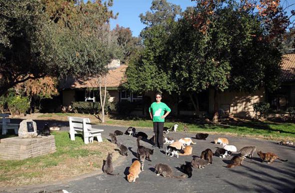 crazy, cat, california, amusing, animal lover, cute, cat lover, viral