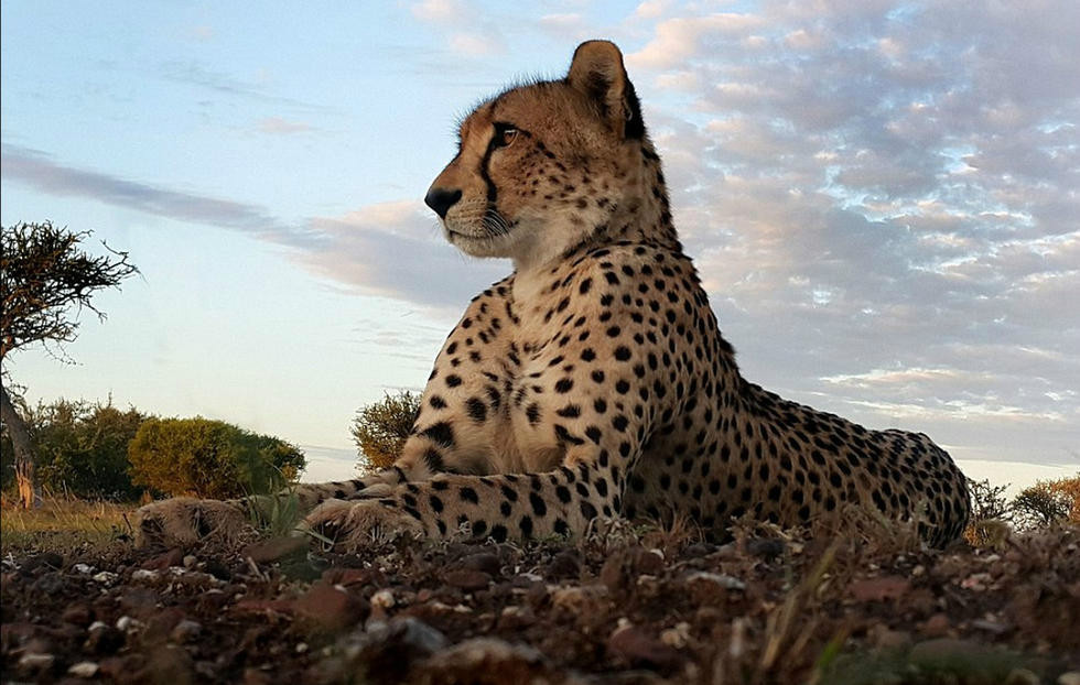 kim wolhuter, kim wolhuter photo, wildlife, photographer, photography, cheetah, selfie with animals, national geographic photo, discovery photo, most daring photographer, filmmaker, botswana, africa