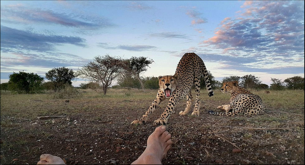 kim wolhuter, kim wolhuter photo, wildlife, photographer, photography, cheetah, selfie with animals, national geographic photo, discovery photo, most daring photographer, filmmaker, botswana, africa