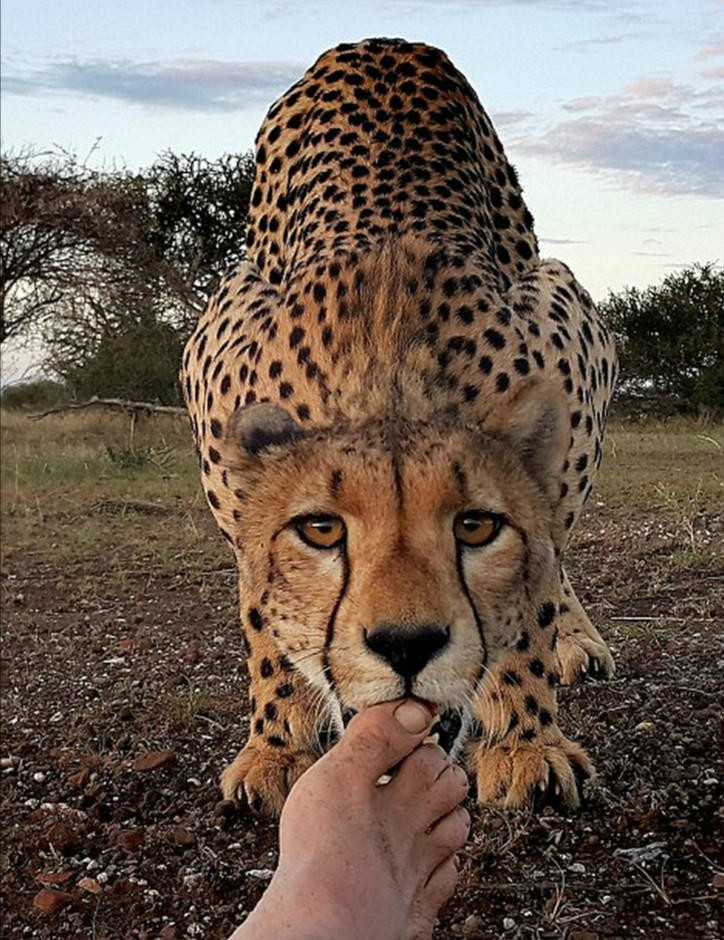 kim wolhuter, kim wolhuter photo, wildlife, photographer, photography, cheetah, selfie with animals, national geographic photo, discovery photo, most daring photographer, filmmaker, botswana, africa