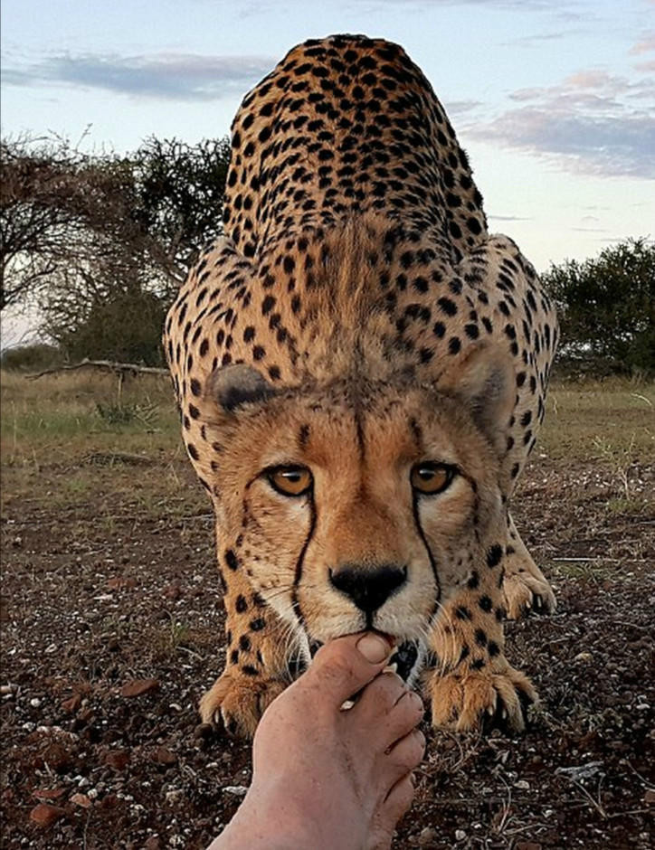 Kim wolhuter, kim wolhuter photo, wildlife, photographer, photography, cheetah, selfie with animals, national geographic photo, discovery photo, most daring photographer, filmmaker, botswana, africa