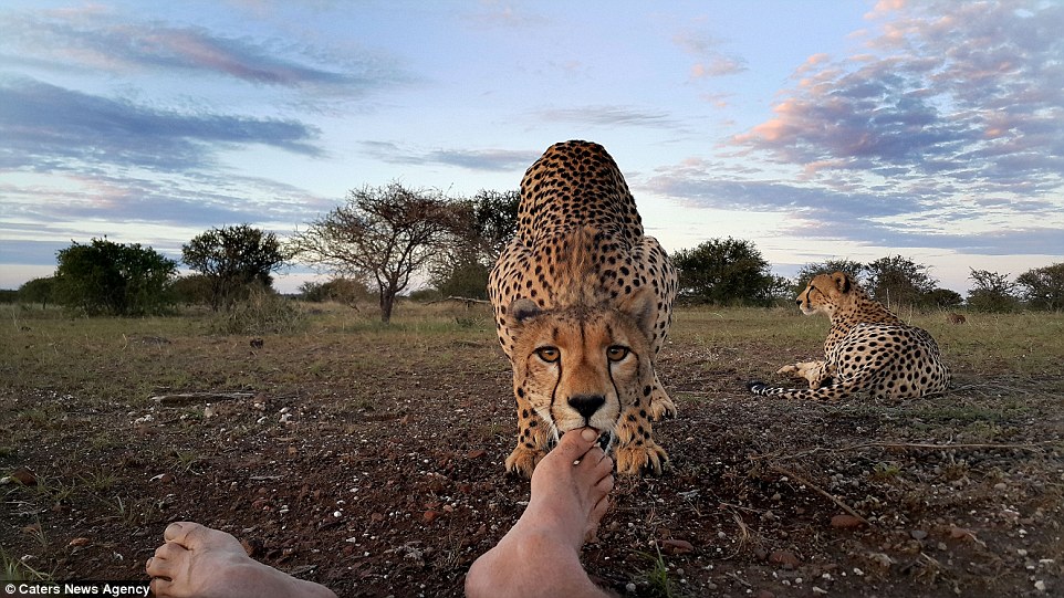 kim wolhuter, kim wolhuter photo, wildlife, photographer, photography, cheetah, selfie with animals, national geographic photo, discovery photo, most daring photographer, filmmaker, botswana, africa