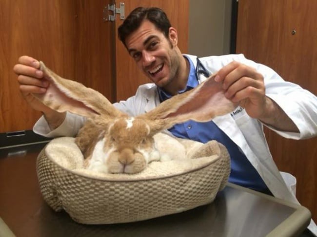 evan antin, california, viral, hottest animal doctor, world's sexiest vet, evan antin photo, amazing, pet doctor