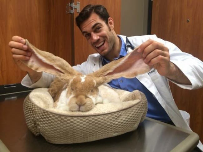 Evan antin, california, viral, hottest animal doctor, world's sexiest vet, evan antin photo, amazing, pet doctor