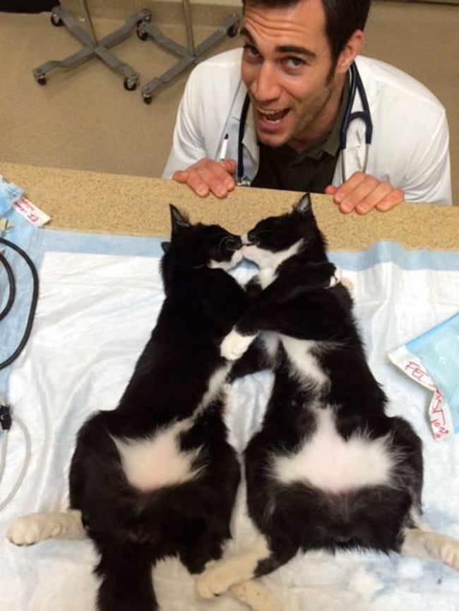 evan antin, california, viral, hottest animal doctor, world's sexiest vet, evan antin photo, amazing, pet doctor