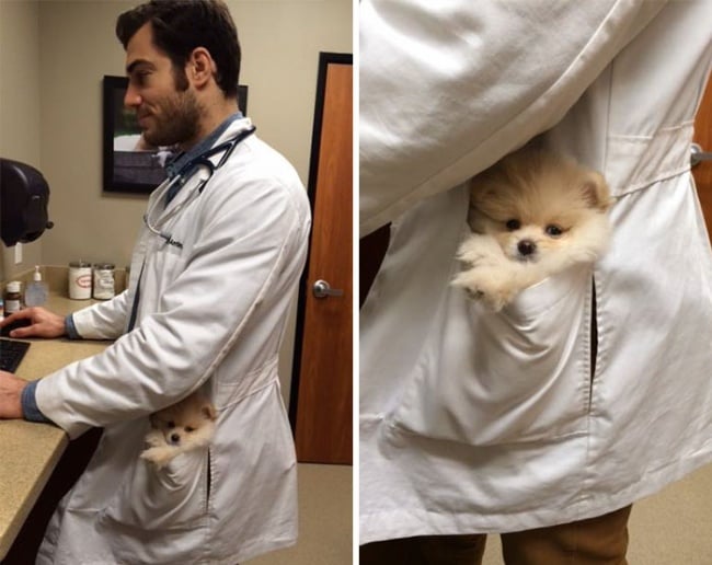 evan antin, california, viral, hottest animal doctor, world's sexiest vet, evan antin photo, amazing, pet doctor