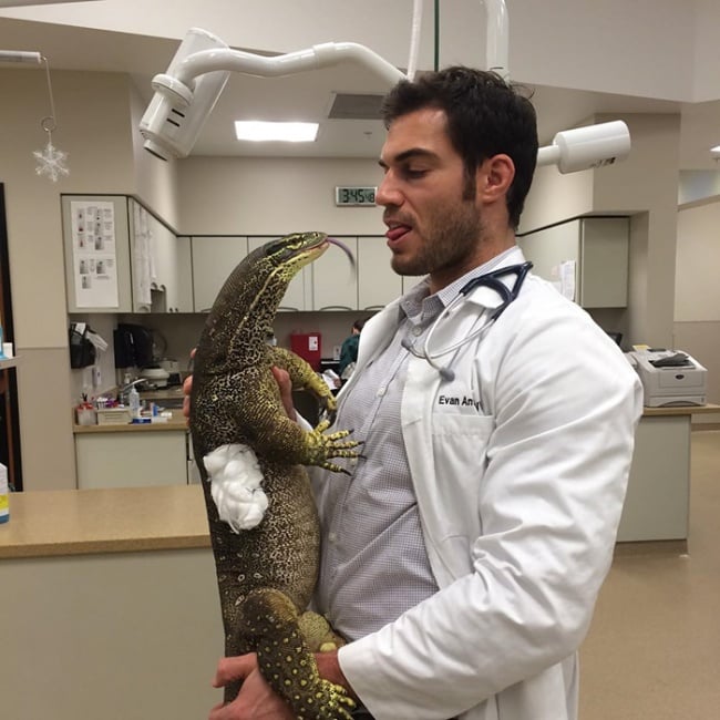 Evan antin, california, viral, hottest animal doctor, world's sexiest vet, evan antin photo, amazing, pet doctor