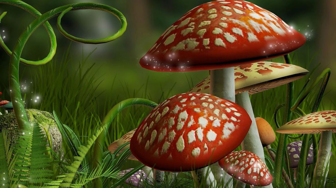 mushrooms, mushrooms ke fayde,benefits of mushrooms,benefits,mushrooms skin benefits,health facts,mushrooms benefit for health,health,health benefits