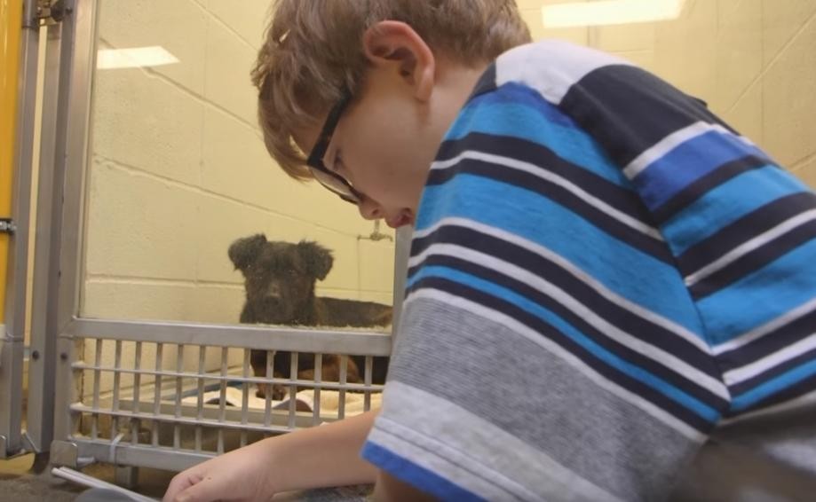 animal shelter, dogs, animal lovers, photo, cute, aww, missouri, animal with kids, dog with child, united state of america